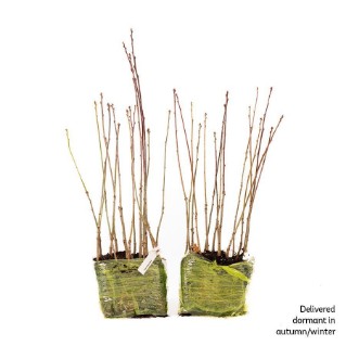 30 English oak saplings