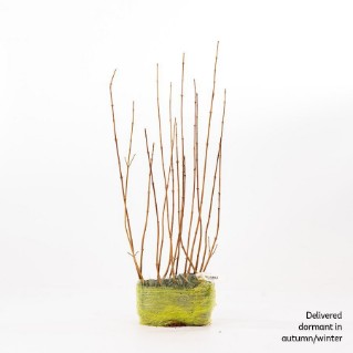 15 dormant field maple sapling