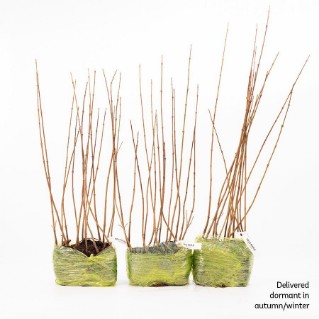 45 dormant field maple sapling