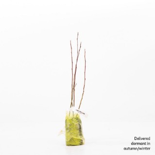 4 Goat willow saplings