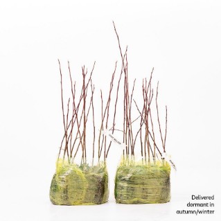 30 Goat willow saplings