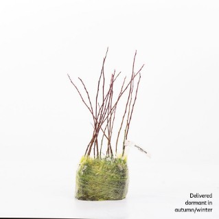 15 Dormant grey willow saplings