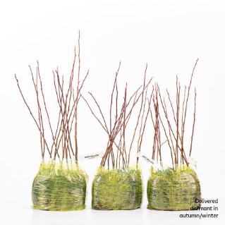 45 Dormant grey willow saplings