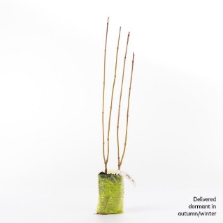 4 dormant guelder rose saplings