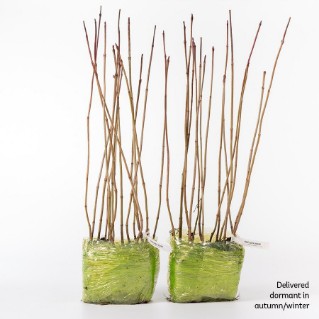 30 dormant guelder rose saplings