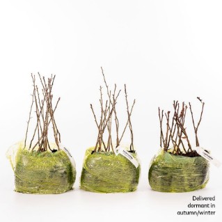 45 dormant hawthorn saplings