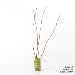 4 Dormant Hazel Sapling