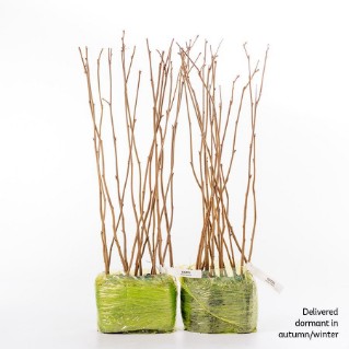 30 Dormant Hazel Sapling