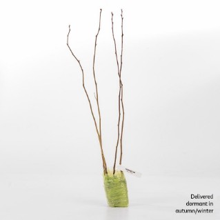 4 dormant hornbeam saplings