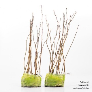 30 dormant hornbeam saplings