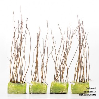 60 dormant hornbeam saplings