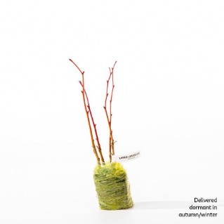 4 dormant large leaved lime saplings