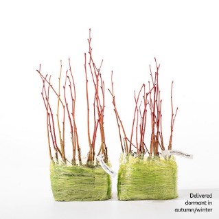 30 dormant large leaved lime saplings