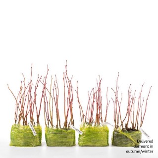 60 dormant large leaved lime saplings