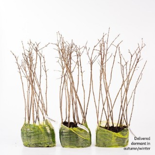 45 dormant purging buckthorn saplings