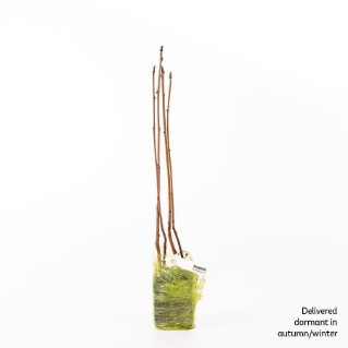 4 dormant rowan saplings