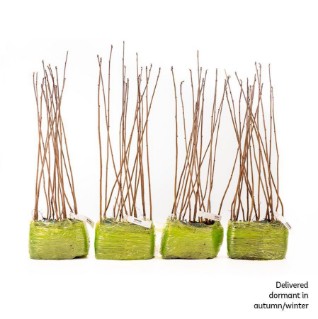 60 dormant rowan saplings