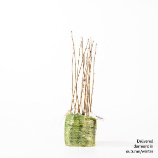 15 silver birch saplings