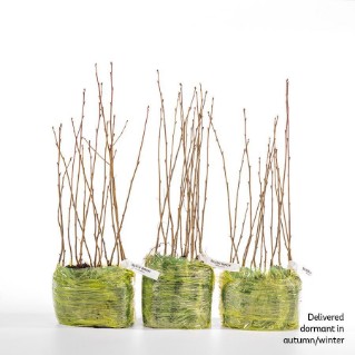 45 silver birch saplings