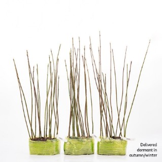 45 dormant spindle saplings