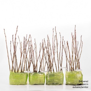 60 dormant sweet chestnut saplings