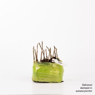 15 dormant walnut saplings