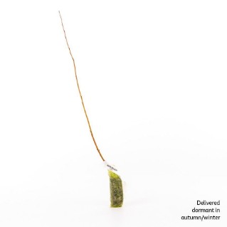 Dormant white willow sapling