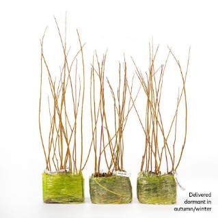 45 Dormant white willow saplings