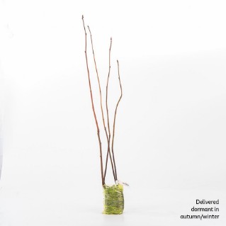 4 dormant whitebeam saplings