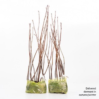 30 dormant whitebeam saplings