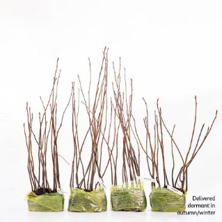 60 dormant whitebeam saplings