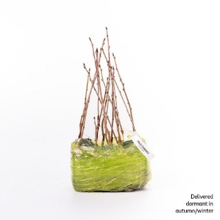 15 dormant wild cherry saplings