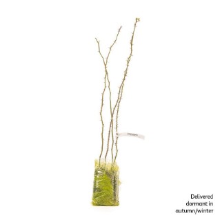 4 Dormant dog rose saplings