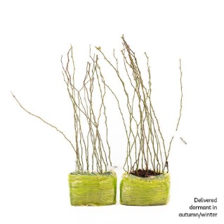 30 Dormant dog rose saplings