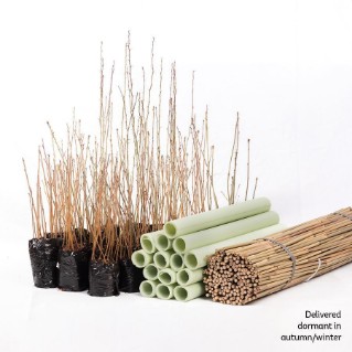 Bundled saplings and easywraps protection