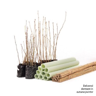 	Dormant saplings and easywraps tree protection