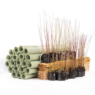 	Dormant saplings with tubes and stakes tree protection