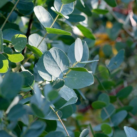 Picture of Eucalyptus