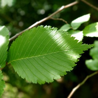 Picture of English Elm (Ulmus procera)