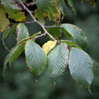 Picture of English Elm (Ulmus procera)