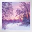 Picture of Winter morning  - Christmas cards