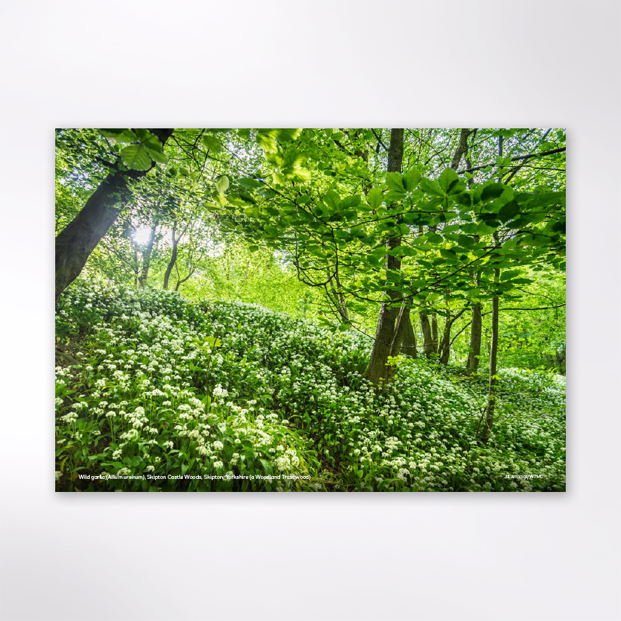 Woodland Trust Tree & Woods Calendar 2025 | Woodland Trust Shop