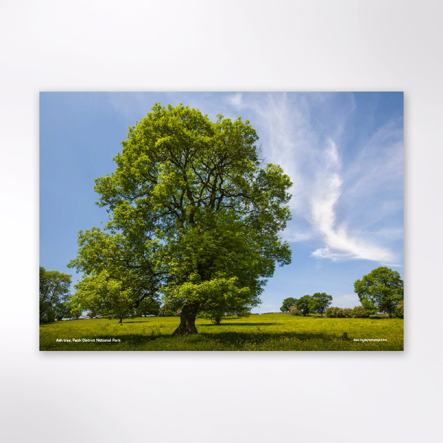 Woodland Trust Tree & Woods Calendar 2025 Woodland Trust Shop