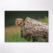 Picture of Woodland Trust wildlife calendar 2025