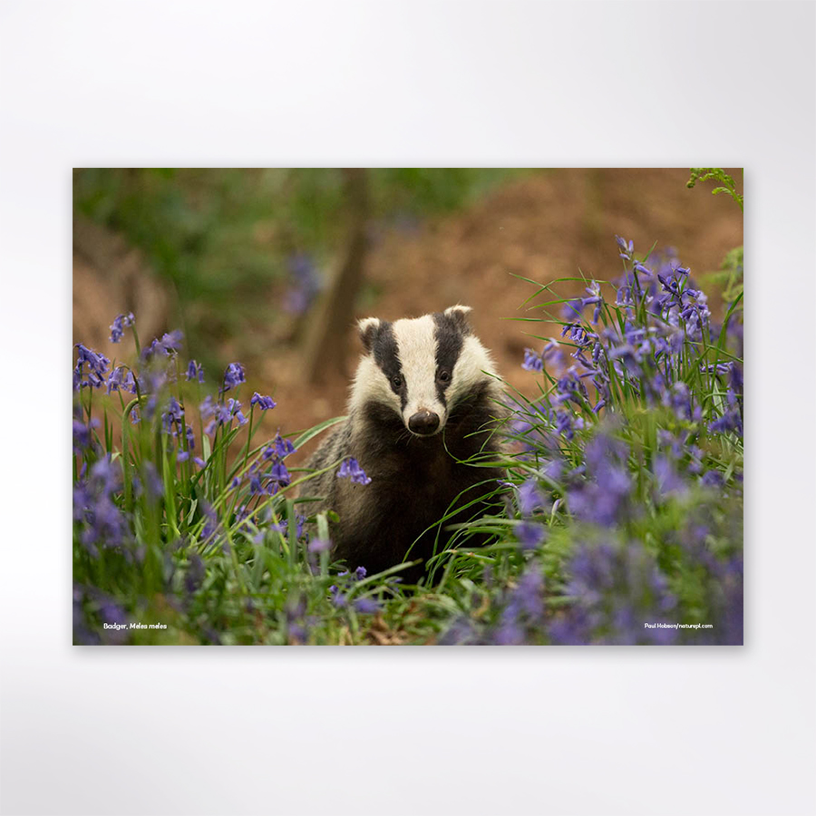 Woodland Trust wildlife calendar 2025 Woodland Trust Shop