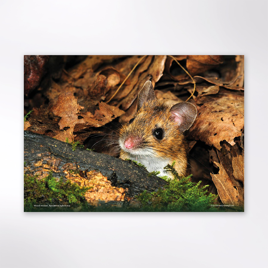 Woodland Trust wildlife calendar 2025 Woodland Trust Shop