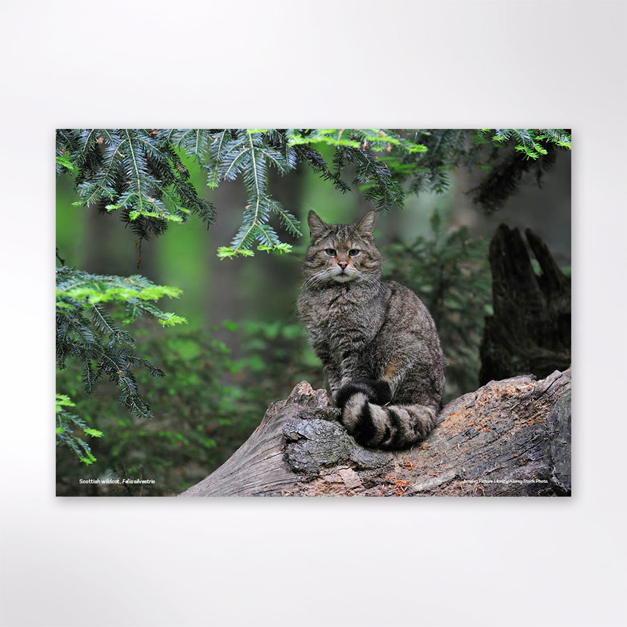 Woodland Trust wildlife calendar 2025 Woodland Trust Shop