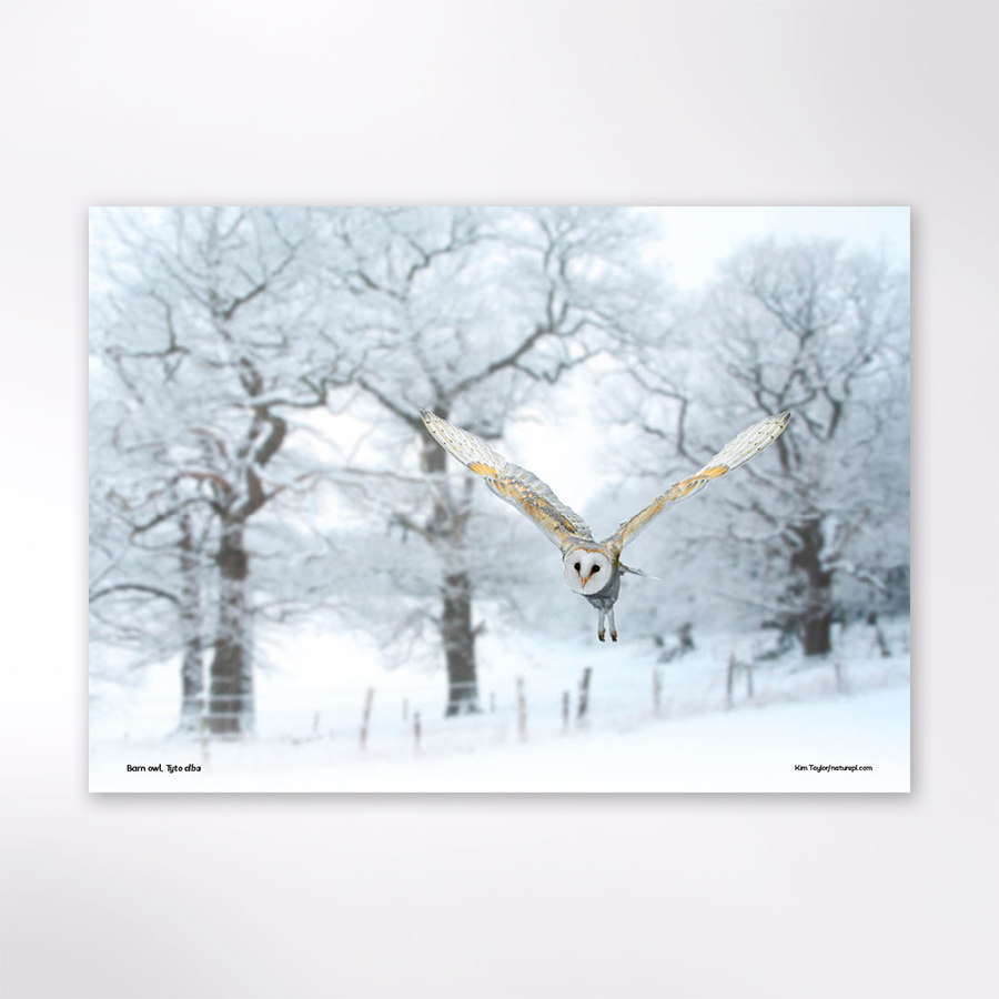 Woodland Trust wildlife calendar 2025 Woodland Trust Shop