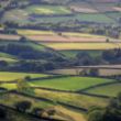 Established hedgerows and fields