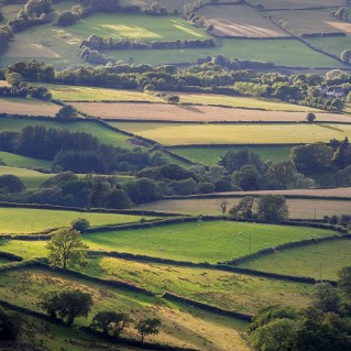 Established hedgerows and fields
